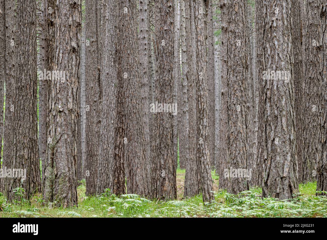 La forêt dense de pins de Ragabo sur les pentes de l'Etna, Sicile. Jusqu'à récemment, les arbres étaient taraudés pour leur résine, utilisée pour l'imperméabilisation Banque D'Images