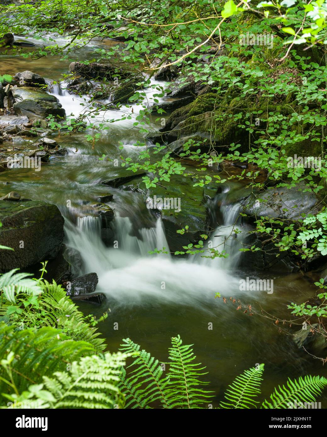 La rivière Heddon en cascade sur des rochers dans les bois dans le parc national d'Exmoor, North Devon, Angleterre. Banque D'Images