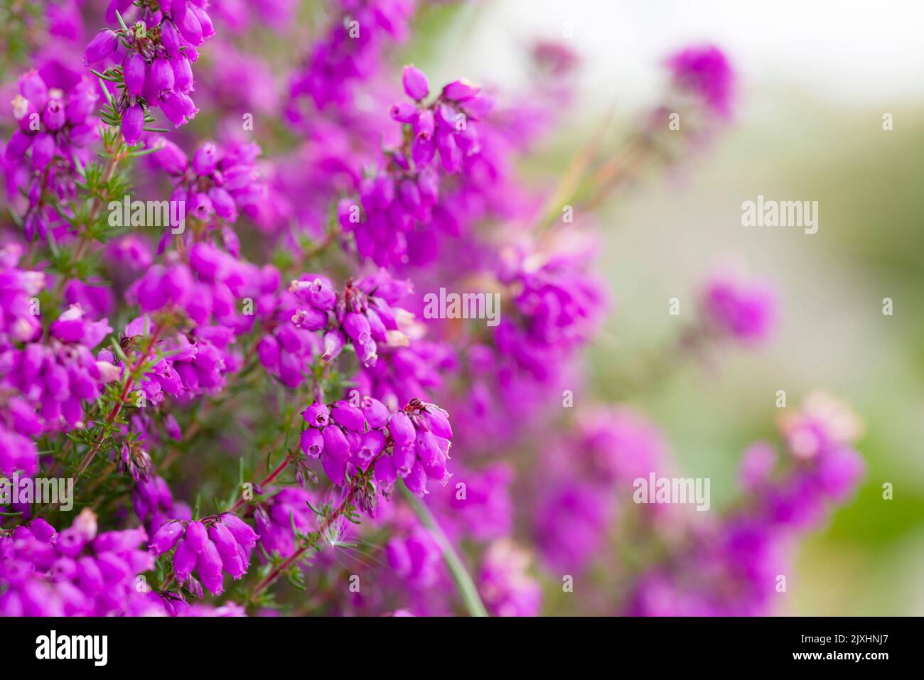 Bell Heather (Erica cinerea) en fleur dans le parc national d'Exmoor, North Devon, Angleterre. Banque D'Images