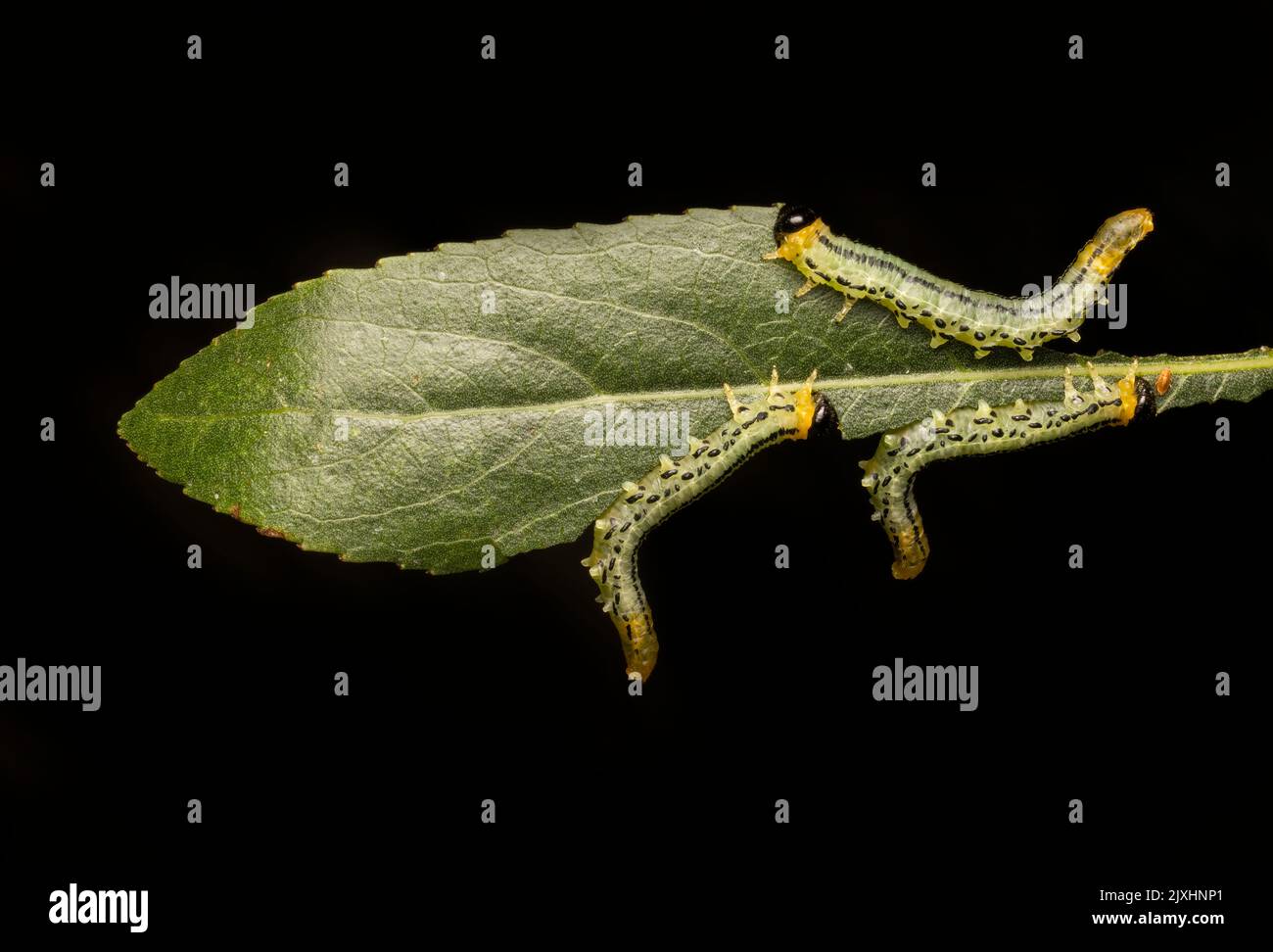 Chenilles grégaires de l'espèce sciée, Nematus miliaris, mangeant des feuilles de saule Banque D'Images