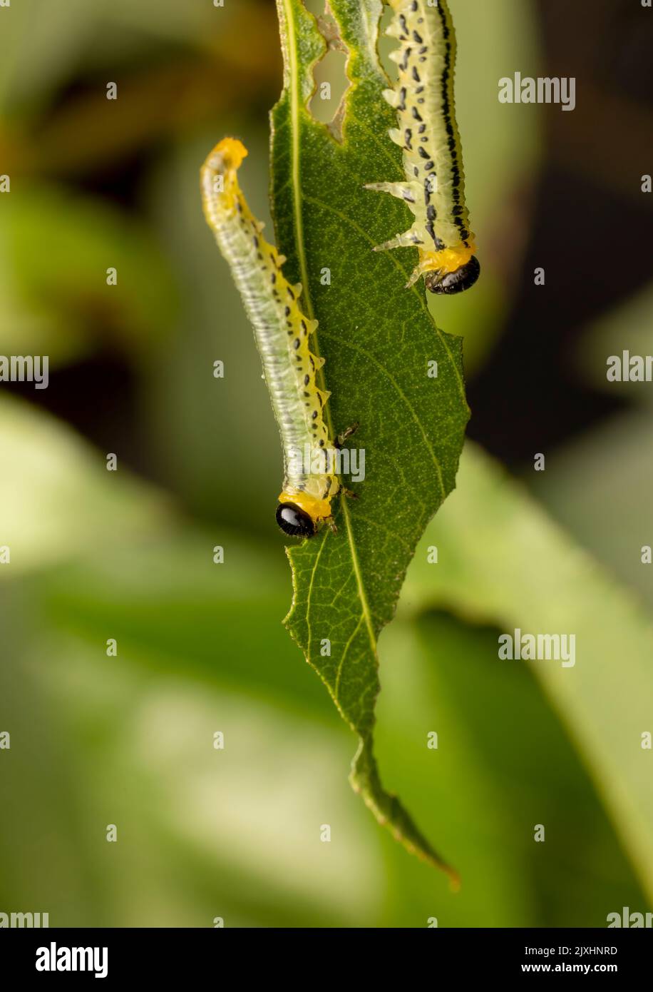 Chenilles grégaires de l'espèce sciée, Nematus miliaris, mangeant des feuilles de saule Banque D'Images