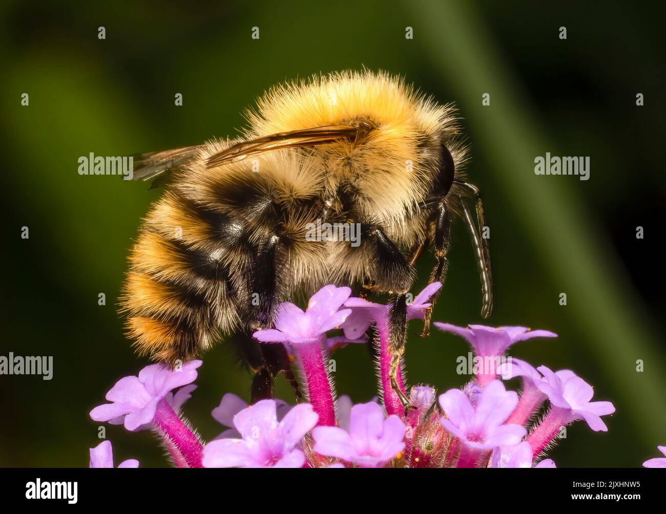 Une abeille carder, (Bombus Pascuorum), pollinant une fleur de Verbena Banque D'Images