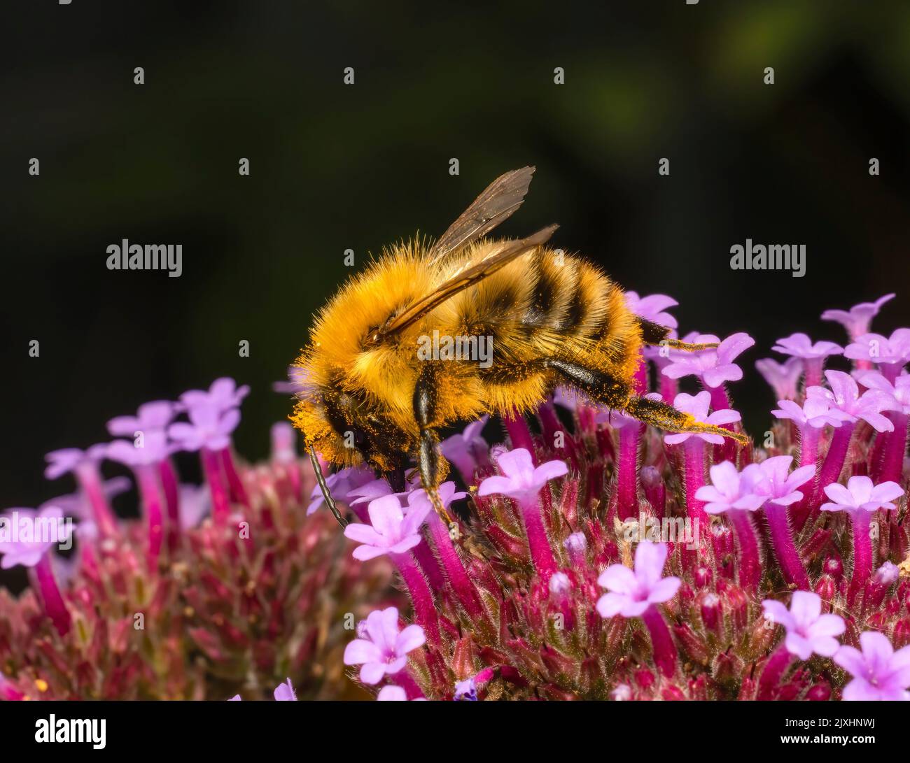 Une abeille carder, (Bombus Pascuorum), pollinant une fleur de Verbena Banque D'Images