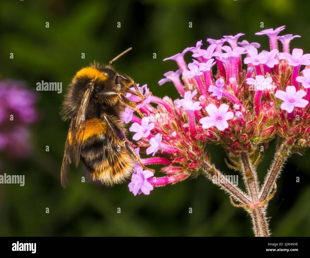 Une abeille à queue blanche, (Bombus lucorum), pollindant une fleur de Verbena Banque D'Images