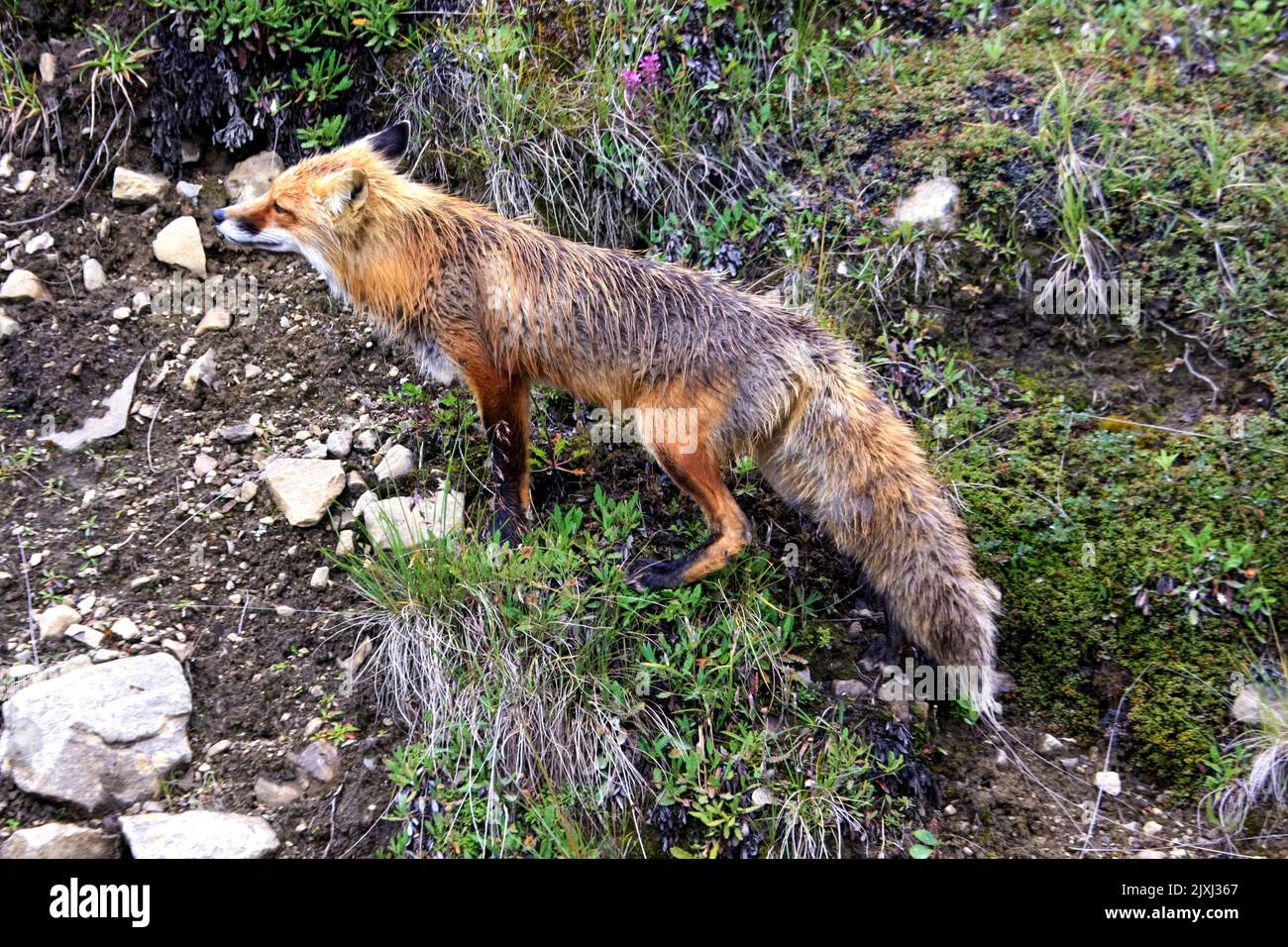 Renard roux sauvage (Vulpes vulpes). Parc national Denali, Alaska, été août Parc national et réserve Denali, anciennement connu sous le nom de Mount McKinley National Banque D'Images