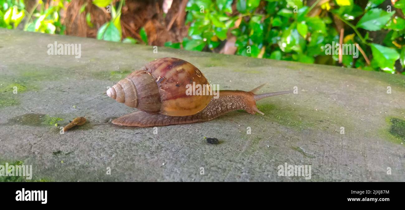 Escargot de terre ou bekicot (Achatina fulica) à l'extérieur sur la feuille verte Banque D'Images