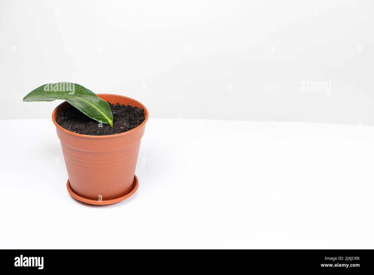 Planté dans un pot avec terre, les boutures de la plante de la maison jasmin stephanotis. Banque D'Images