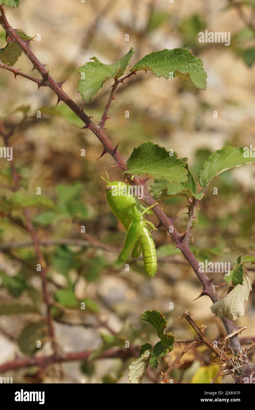 Gros plan sur une sauterelle égyptienne verte brillante méditerranéenne, Anacridium aegyptium, suspendue bien protégée sur une brindille de mûre Banque D'Images