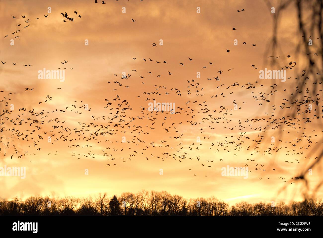 Golden Sunrise révèle des troupeaux tourbillonnants et volants d'oies des neiges à la réserve naturelle nationale de Loess Bluff, Missouri, États-Unis Banque D'Images