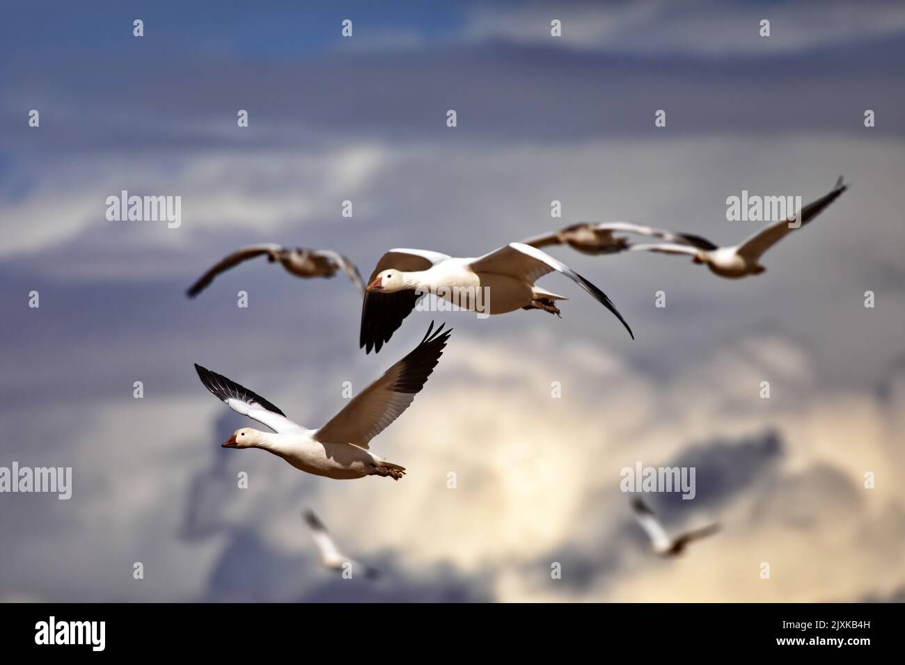 Beauté naturelle des oiseaux vus en particulier sur deux oies des neiges en vol avec d'autres dans le bokeh à travers le ciel d'hiver du Nouveau-Mexique Banque D'Images
