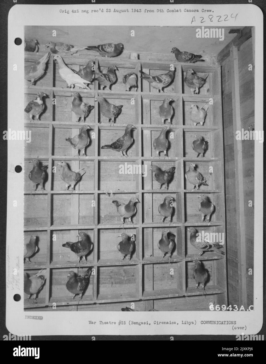 Les pigeons domestiques utilisés par la neuvième armée de l'air américaine au Moyen-Orient, dans leurs « maisons » entre les missions de combat. Les oiseaux sont entraînés par des membres de la RAF attachés aux terrains d'atterrissage américains, transportés par deux pendant les vols de bombardement, et sont libérés Banque D'Images