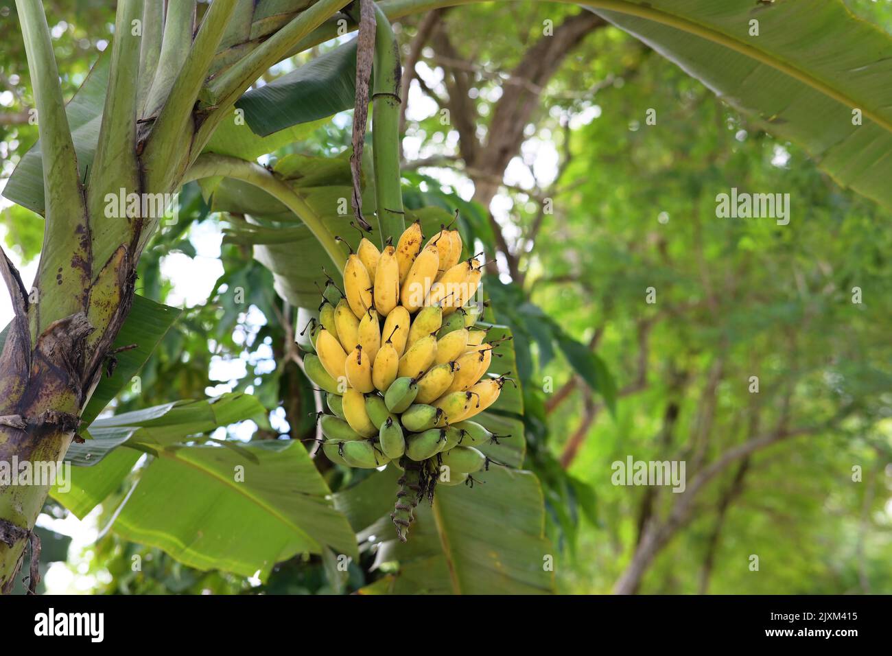 Les bananes sont vertes et jaunes.les bananes cultivées sont douces et délicieuses,Ducasse Banana. Banque D'Images
