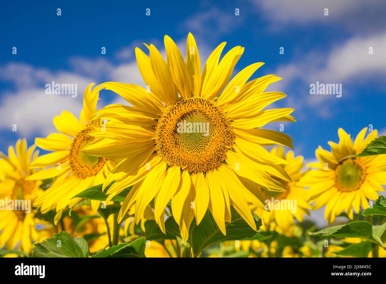 vue de face gros plan de la tête de tournesol dans un champ de tournesols et un fond bleu ciel. Deux abeilles assises sur la fleur. Banque D'Images
