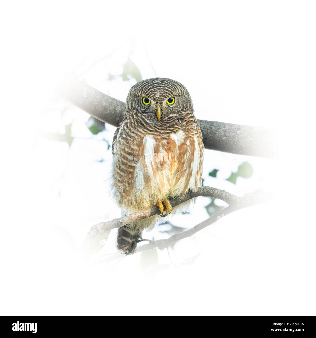 Owlet barré asiatique perçant sur une branche d'arbre en regardant directement isolée sur fond rond dégradé flou Banque D'Images