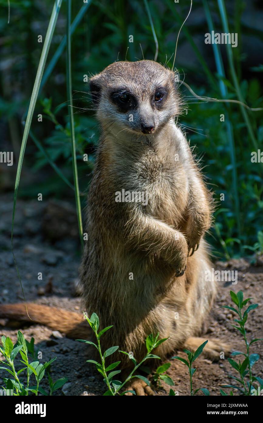 Hodonin Zoo, République Tchèque, Moravie du Sud le Meercat (Suricata suricata) sous la garde de sa famille Banque D'Images