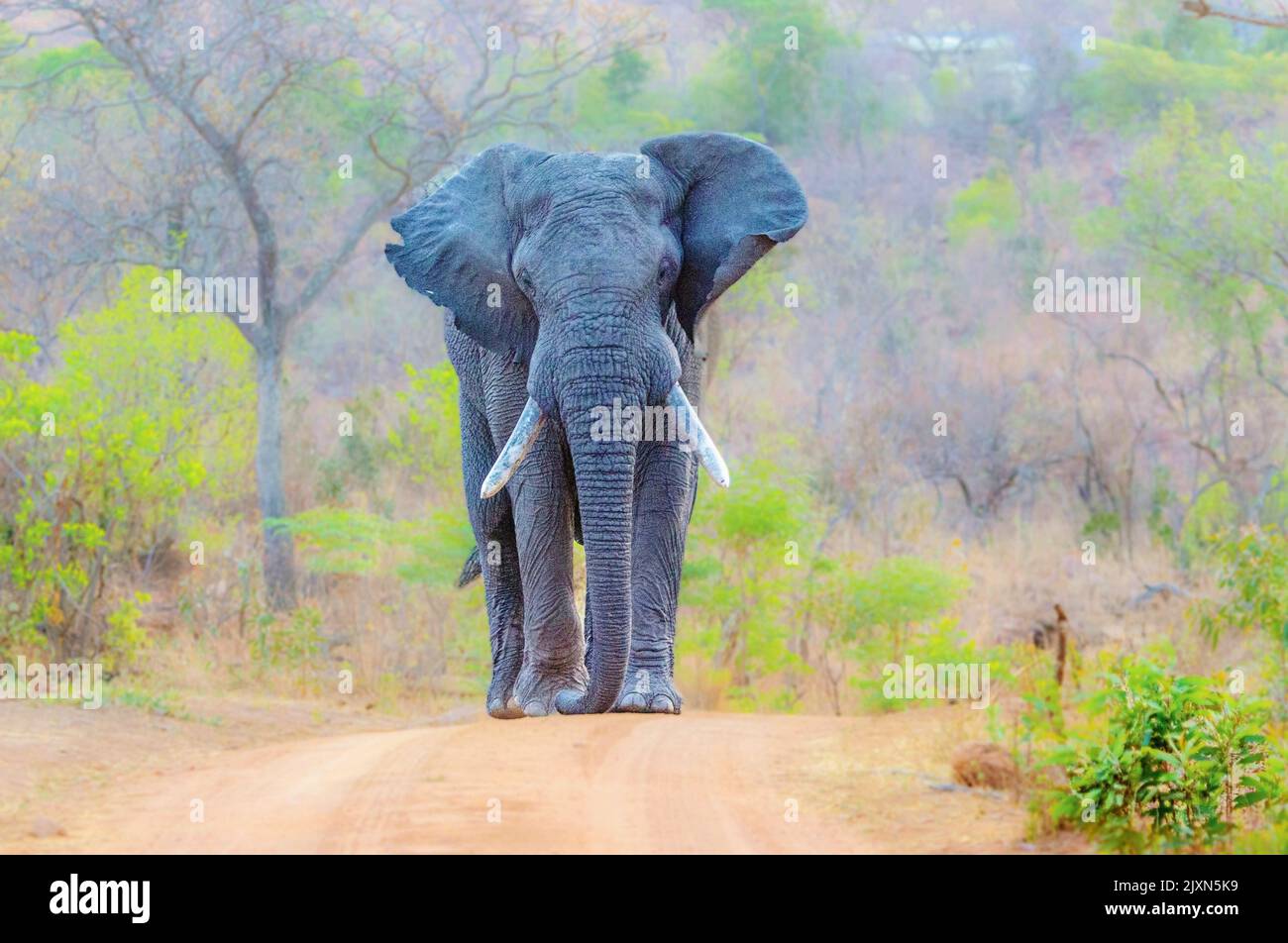 Éléphant mâle dans la réserve de jeu de Welgevonden, Afrique du Sud Banque D'Images