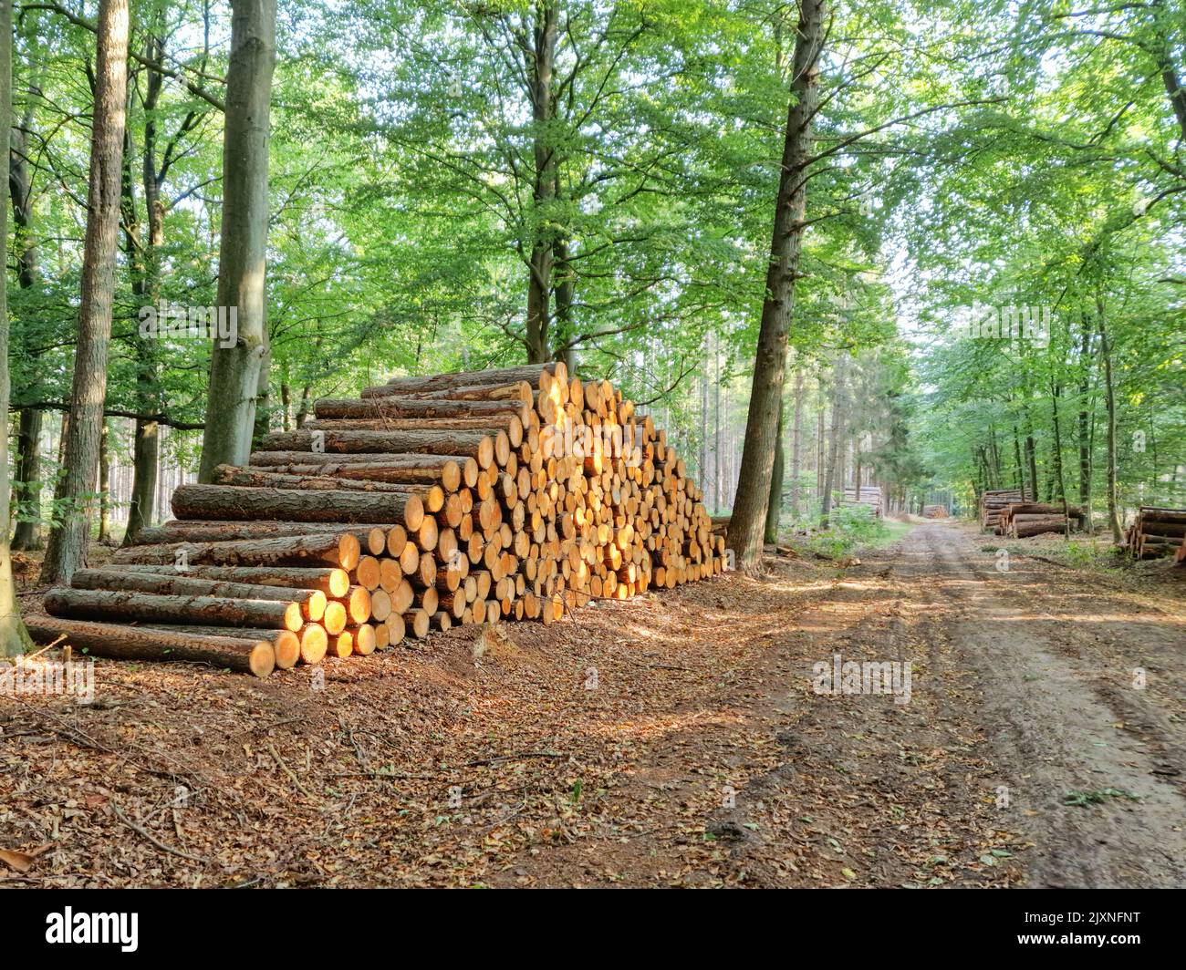 Paysage forestier avec troncs d'arbres conifères empilés provenant de forêts hollandaises gérées durablement dans la province de Drenthe avec section transversale de tronc Banque D'Images