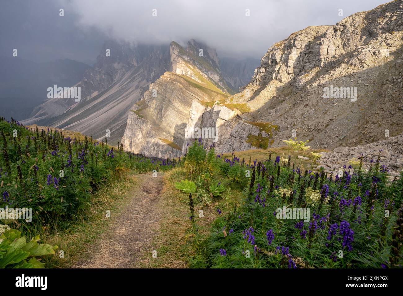 Fleurs de montagne en arrière-plan du massif de l'Odle. Dolomites. Banque D'Images