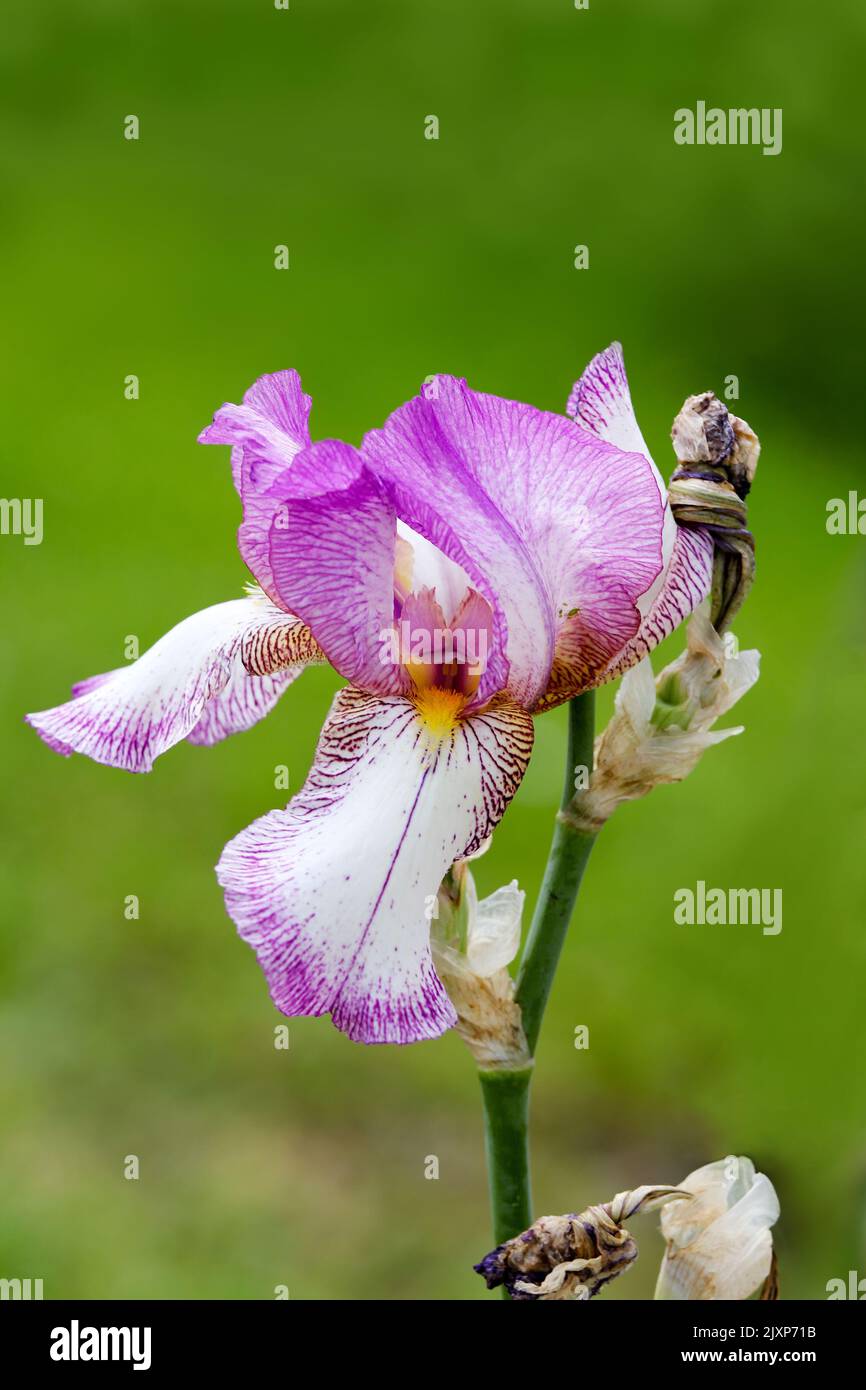 Fleur de l'iris rose et blanc Banque D'Images