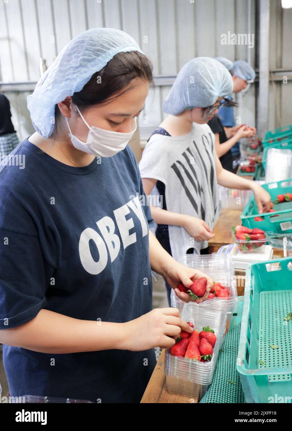 Les travailleurs trient et emballez les fraises à la ferme de fraise de Chambers Flat à Chambers Flat, Queensland, lundi, 5 novembre 2018. Le Premier ministre Scott Morrison a annoncé aujourd'hui l'octroi de $1,5 millions de dollars à l'Initiative des fermes équitables et la réforme du Programme de travail saisonnier. (Image AAP/Tim Marsden) Banque D'Images