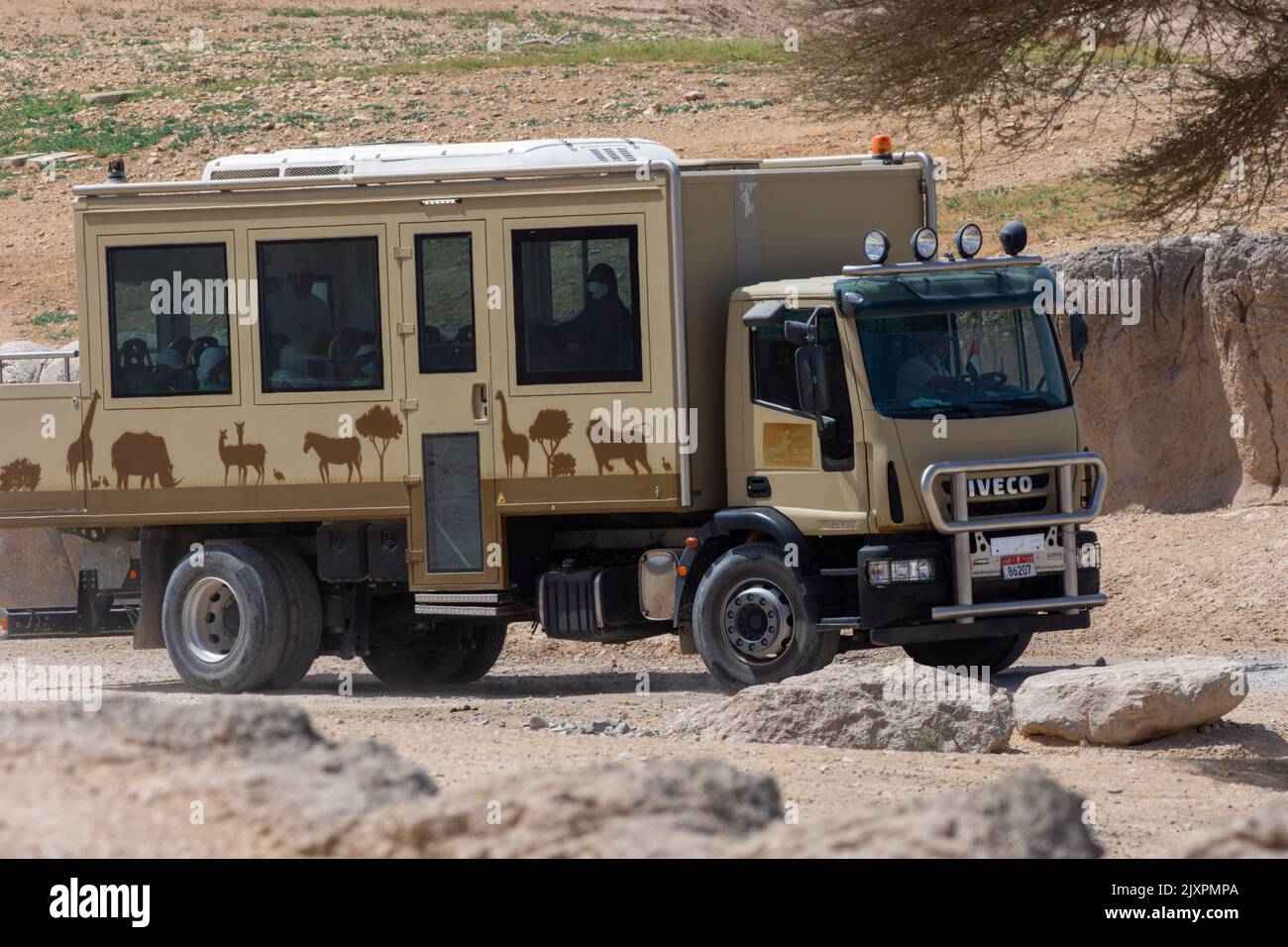 « Al Ain, Abu Dhabi, Émirats arabes Unis - 3.28.2022 : voiture safari au zoo d'Al Ain, conduite dans le désert, vue sur les animaux africains » Banque D'Images