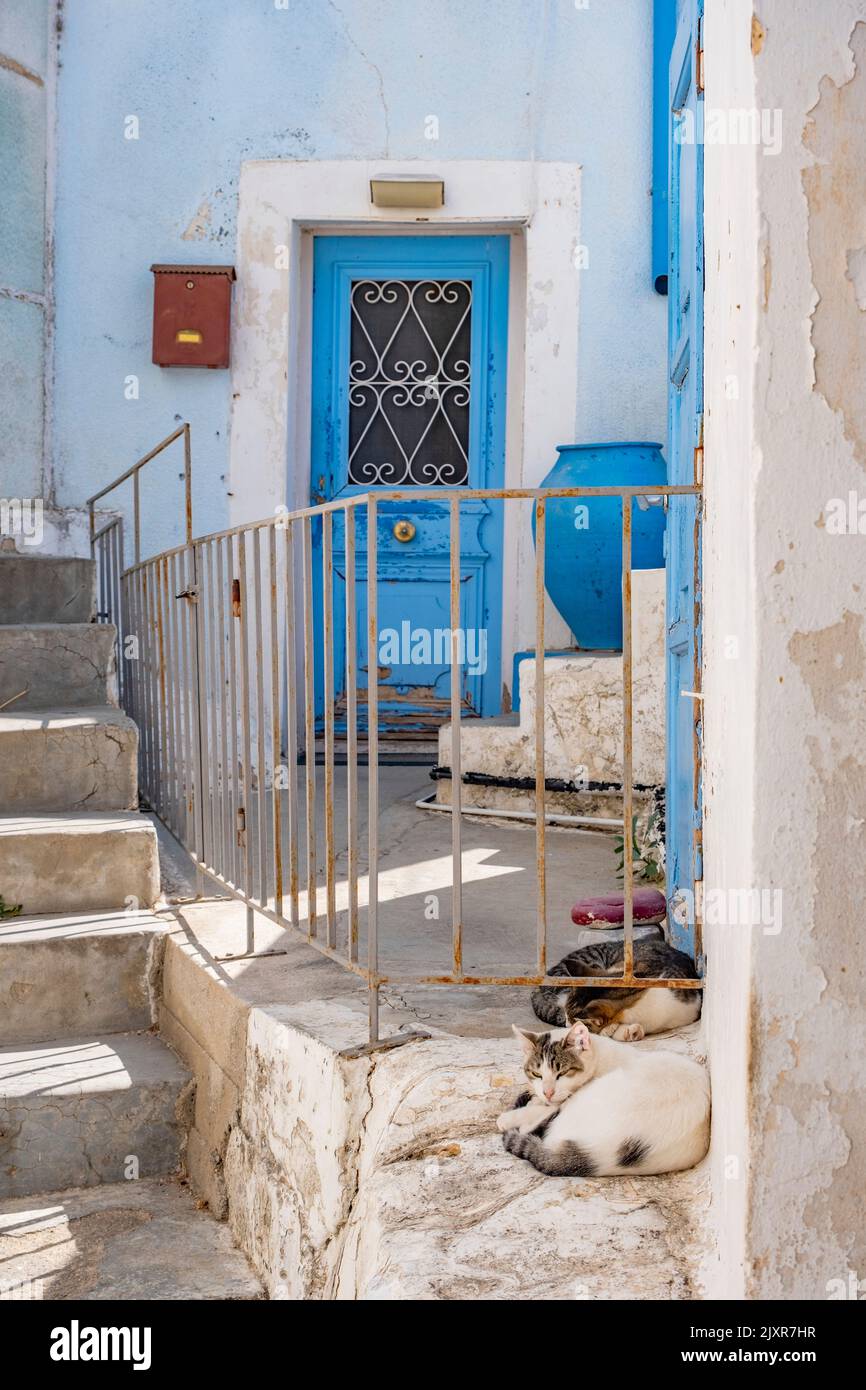 De jolis chats errants dormant devant une entrée typique de la maison grecque. Belle petite allée dans une petite ville. Vacances destination​​ Grèce. Banque D'Images