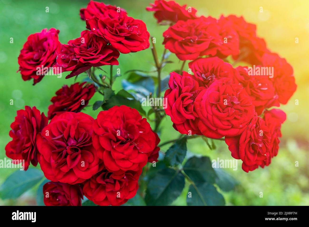 Red Rose Bush. Beaucoup de rosebuds rouges en gros plan. Le concept de jardinage Banque D'Images