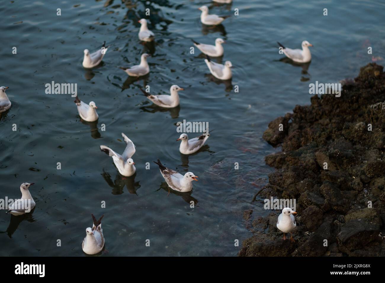 Mouettes sur l'eau, près d'une côte rocheuse. Belle journée en plein air dans le vieux Dubaï, le long d'une bande de crique dans le quartier historique d'Al Fahidi. Banque D'Images