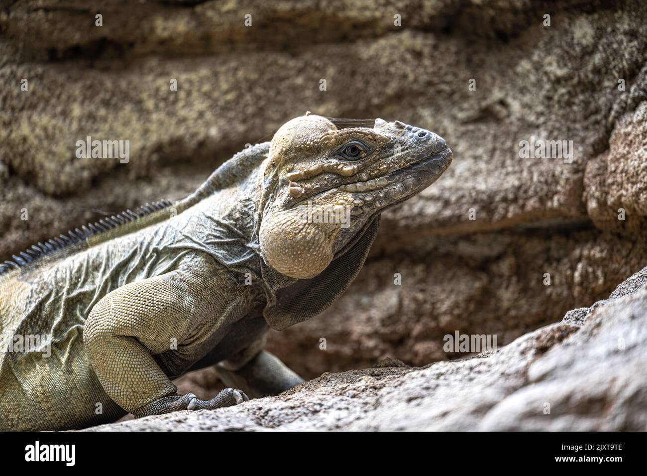 Portrait d'un Rhinoceros Iguana (Cymura cornuta) Banque D'Images