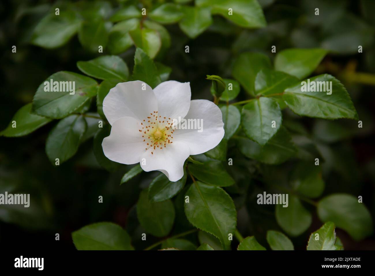 Agrestis de rose blanc parmi les feuilles vertes dans le jardin de roses Banque D'Images