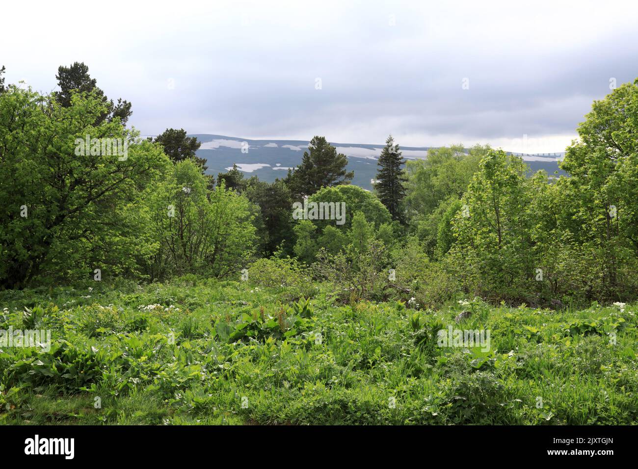 Pré alpine du plateau Lago-Naki en été, Adygea Banque D'Images