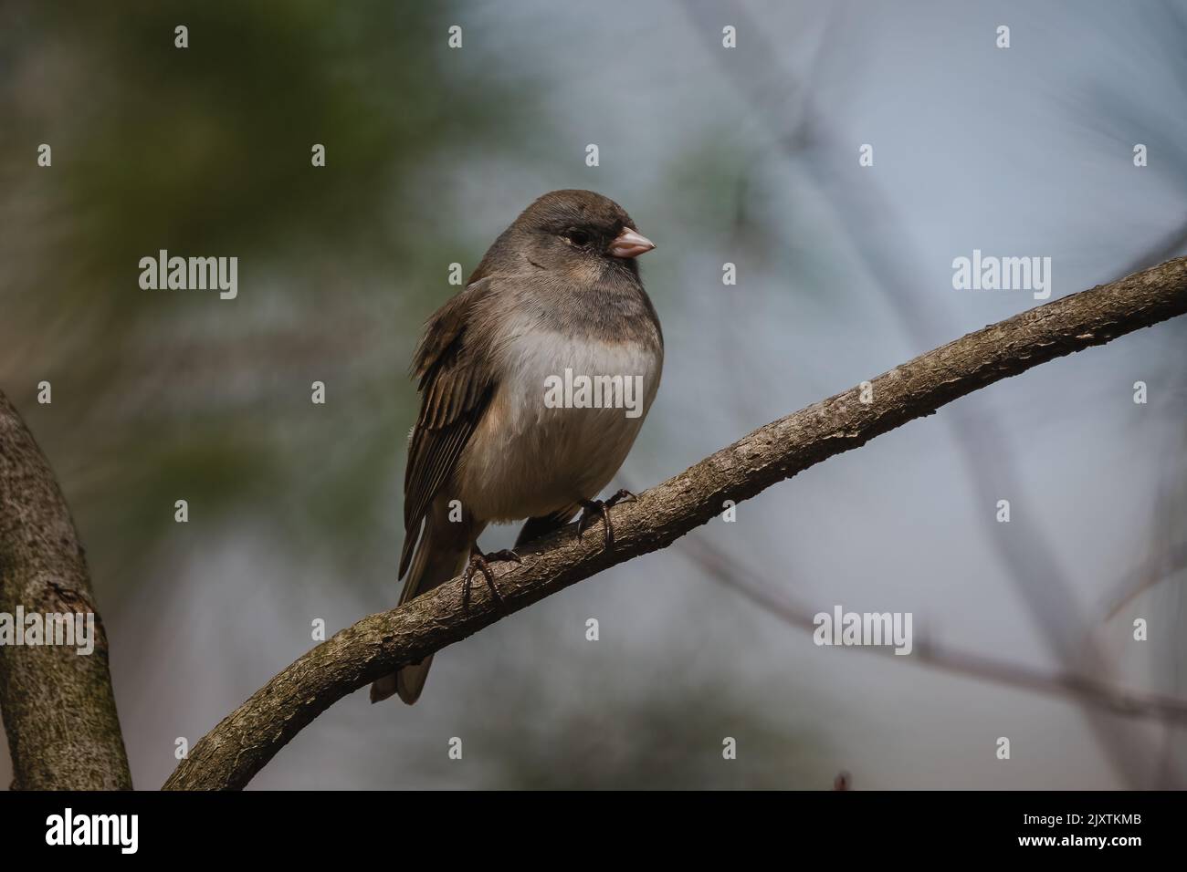 Dark Eyed Junco Banque D'Images