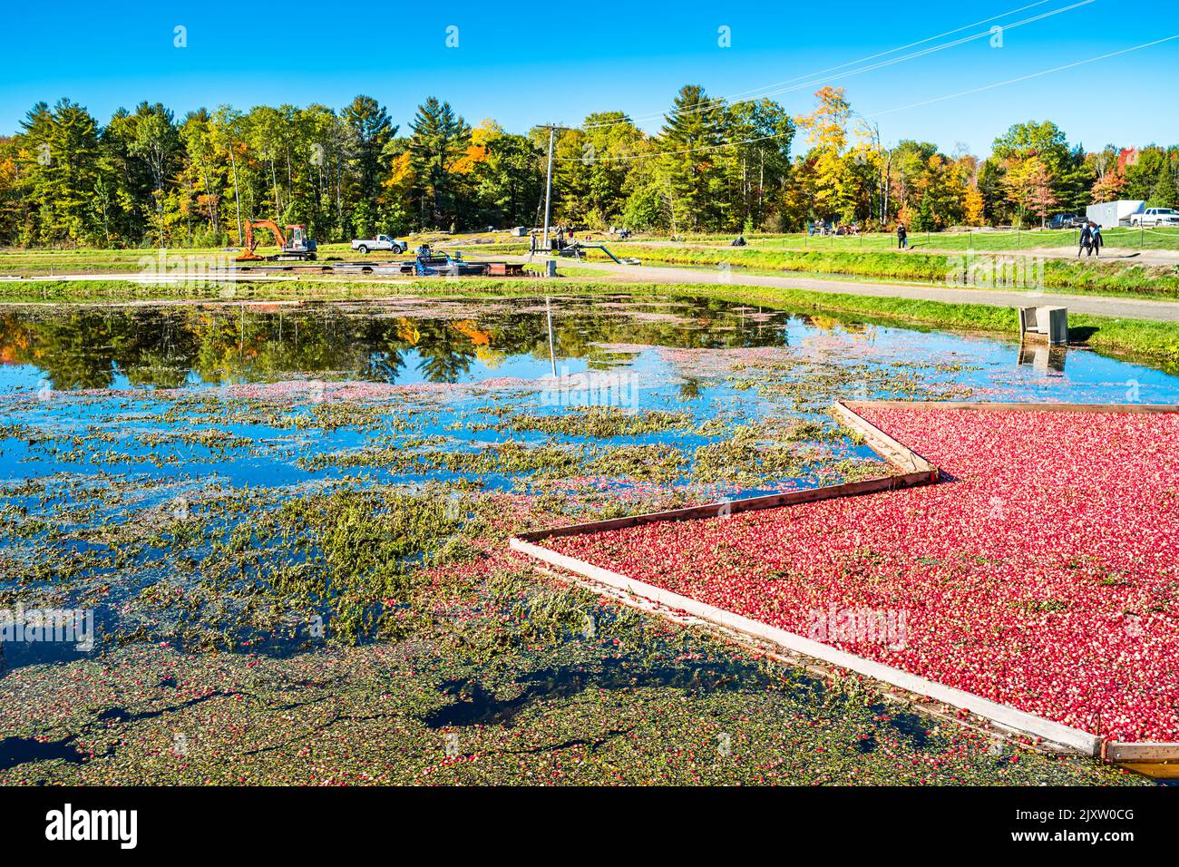 Récolte de canneberges à une tourbière de canneberges en Ontario, Canada Banque D'Images