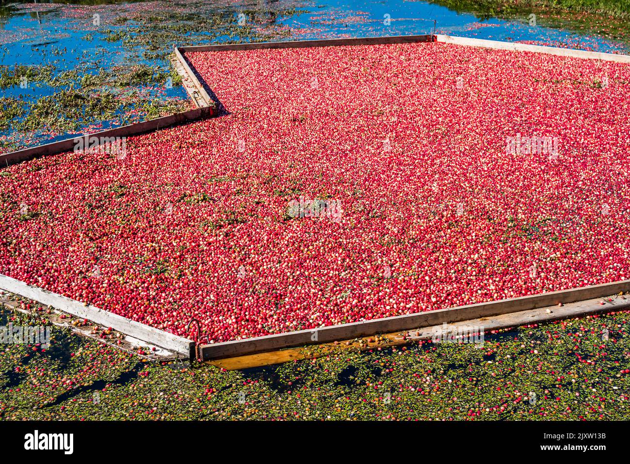 Récolte de canneberges à une tourbière de canneberges en Ontario, Canada Banque D'Images