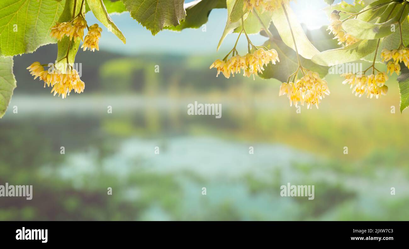 Vue rapprochée des fleurs de tilleul au bord du lac Banque D'Images