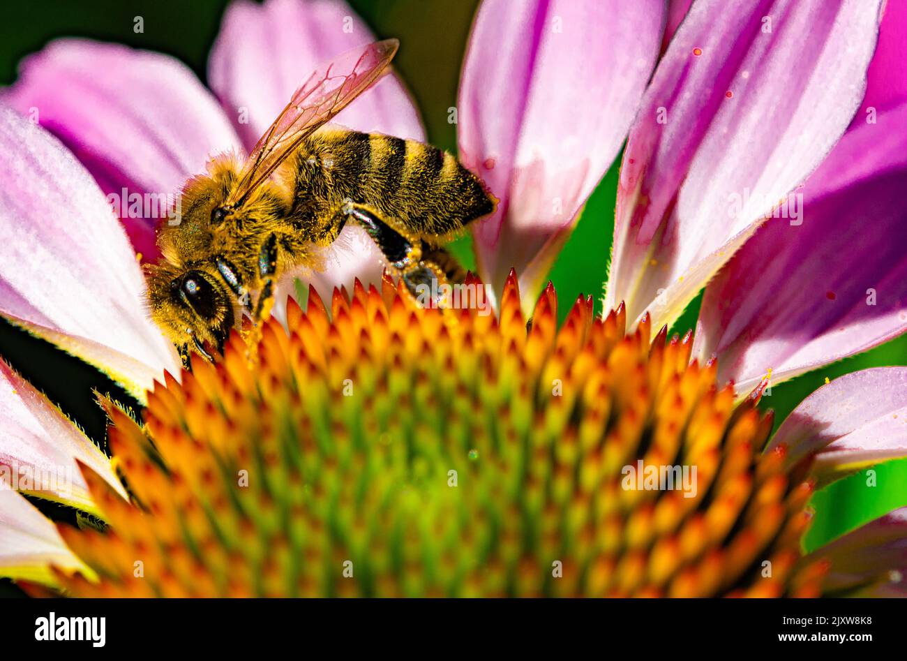 Bumblebee recueille le nectar de la tête d'un flowerv rouge Banque D'Images