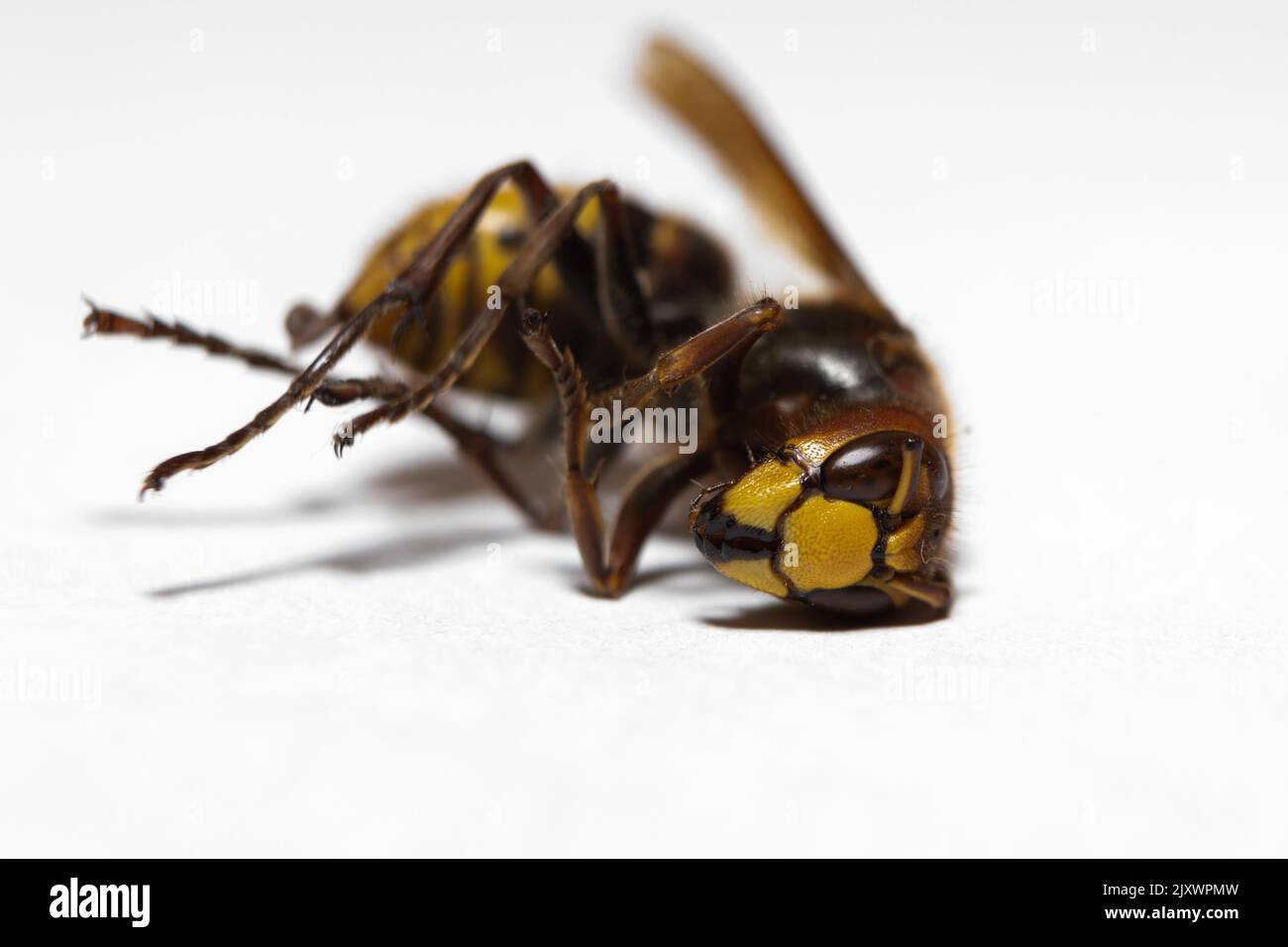 macro dead hornet sur fond blanc jaune Banque D'Images