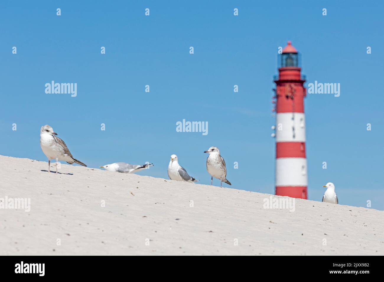 Dunes, jeunes goélands de mer, phare, île d'Amrum, Nord de la Frise, Schleswig-Holstein, Allemagne Banque D'Images