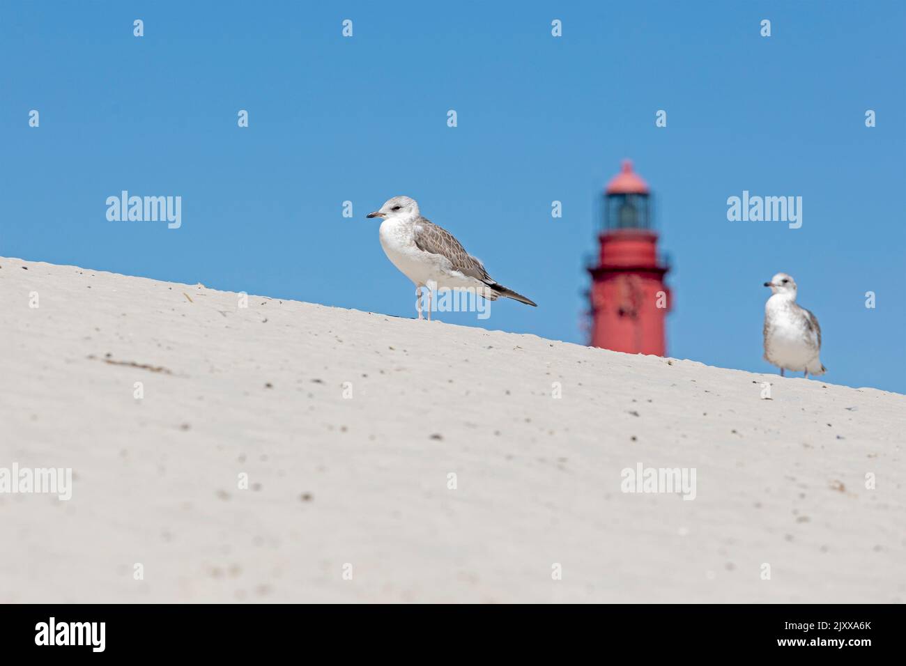 Dunes, jeunes goélands de mer, phare, île d'Amrum, Nord de la Frise, Schleswig-Holstein, Allemagne Banque D'Images