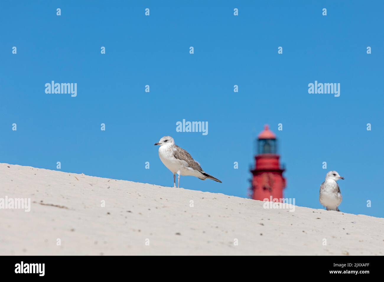 Dunes, jeunes goélands de mer, phare, île d'Amrum, Nord de la Frise, Schleswig-Holstein, Allemagne Banque D'Images
