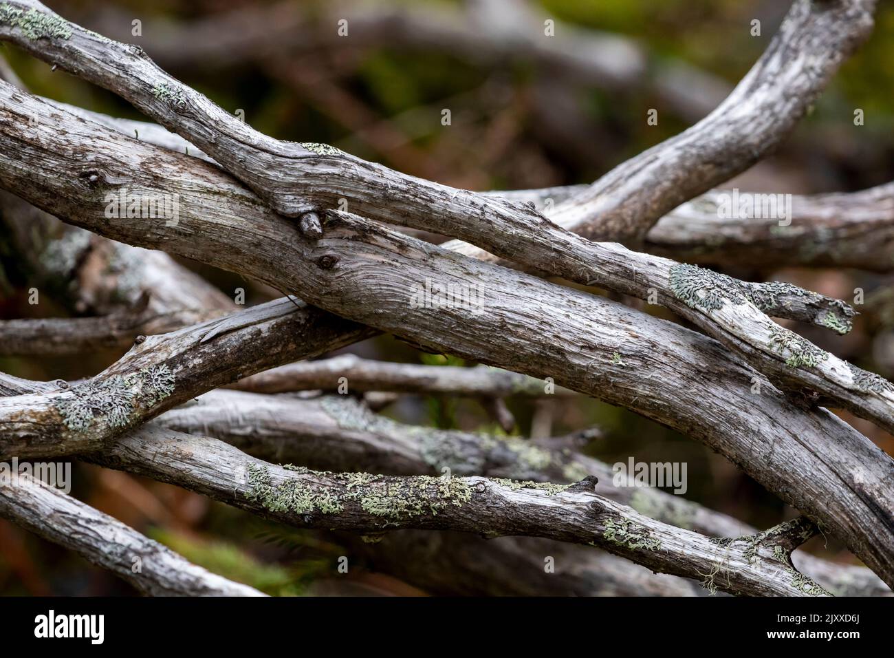 De vieilles branches d'arbres sans écorce avec un peu de lichen qui poussent dessus Banque D'Images