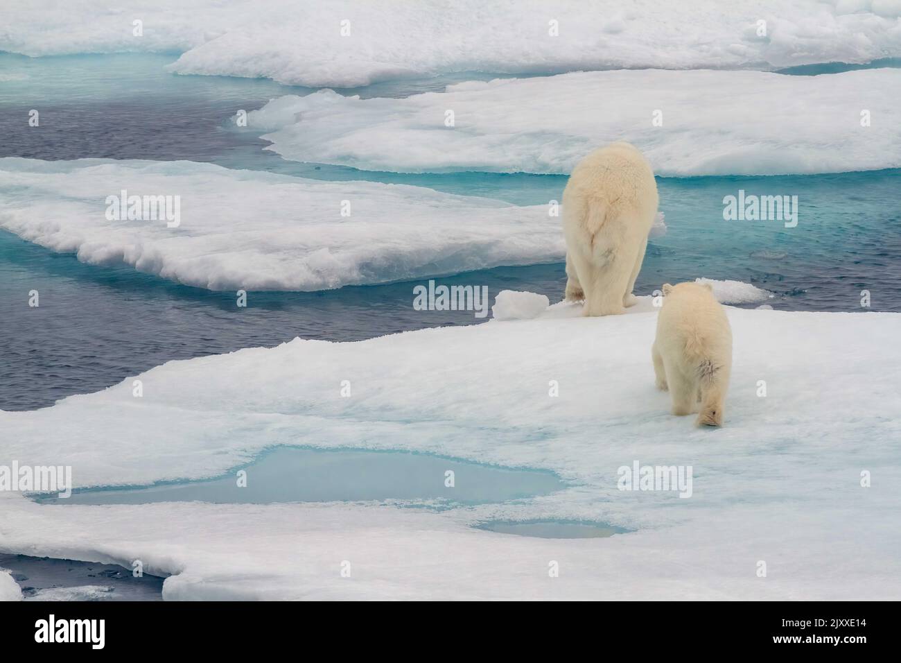 Arrière de l'ours polaire avec un cub marchant sur la banquise dans la baie de Viscount Melville, au Nunavut, région polaire de l'extrême-arctique canadien. Banque D'Images