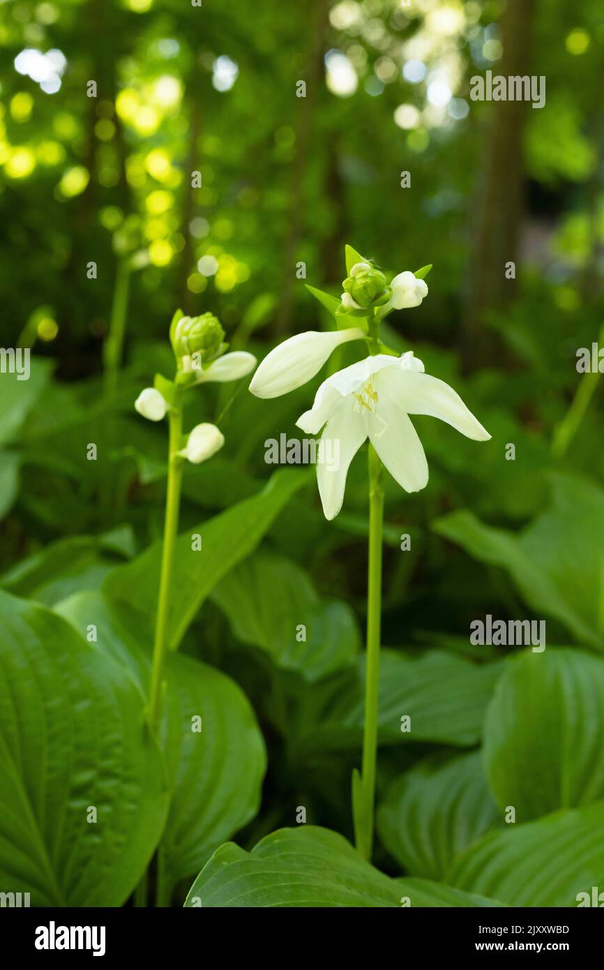 Fleurs « Royal Standard » d'HostA. Banque D'Images