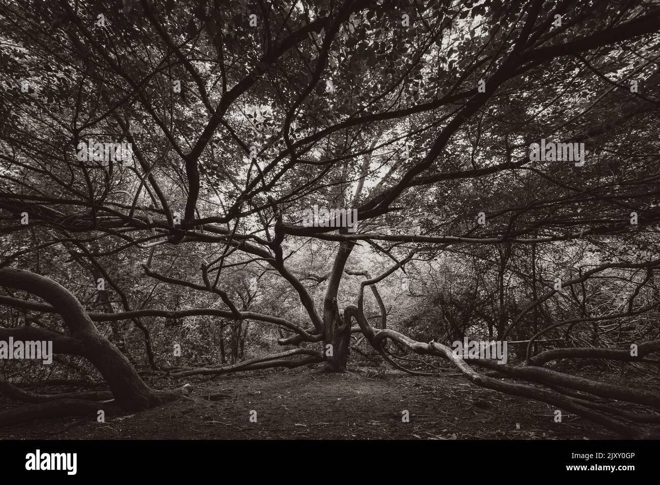 un arbre crocheté et crocheté, un arbre sorcière en été, un bel arbre unique, photo en noir et blanc Banque D'Images