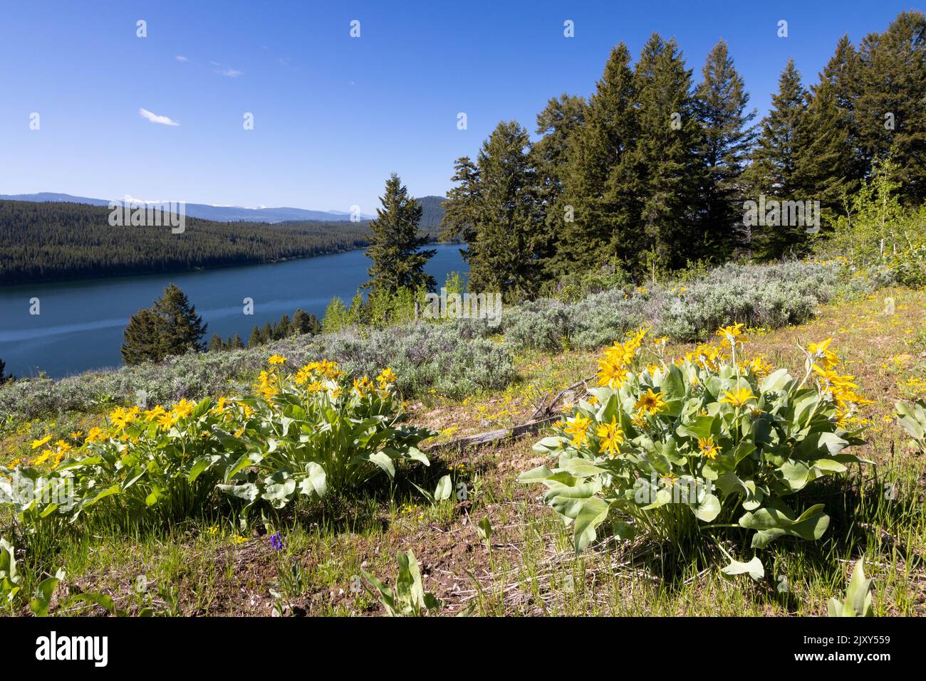 Des fleurs sauvages de balsamroot d'Arrowhead fleurissent au-dessus du lac Emma Matilda. Parc national de Grand Teton, Wyoming Banque D'Images