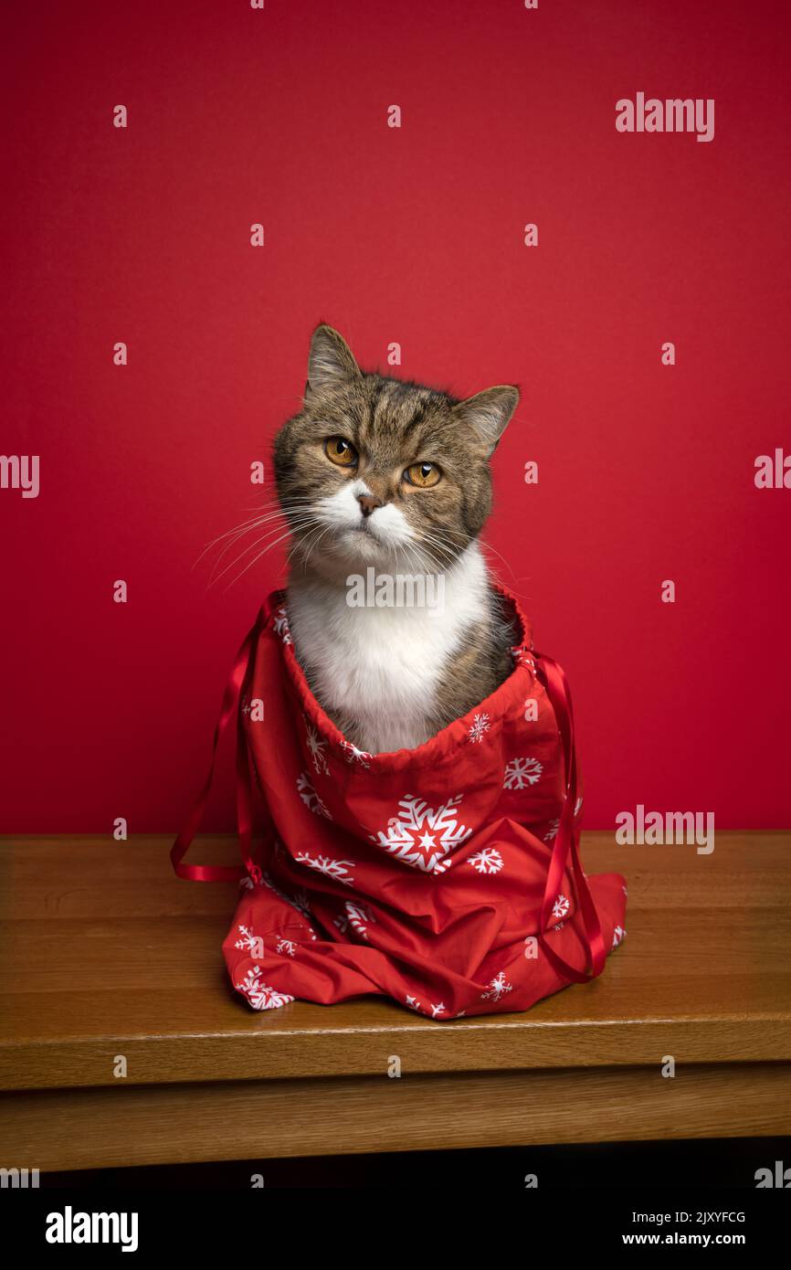 chat mignon assis à l'intérieur du sac cadeau de noël ou sac de père noël sur fond rouge avec espace pour copier Banque D'Images