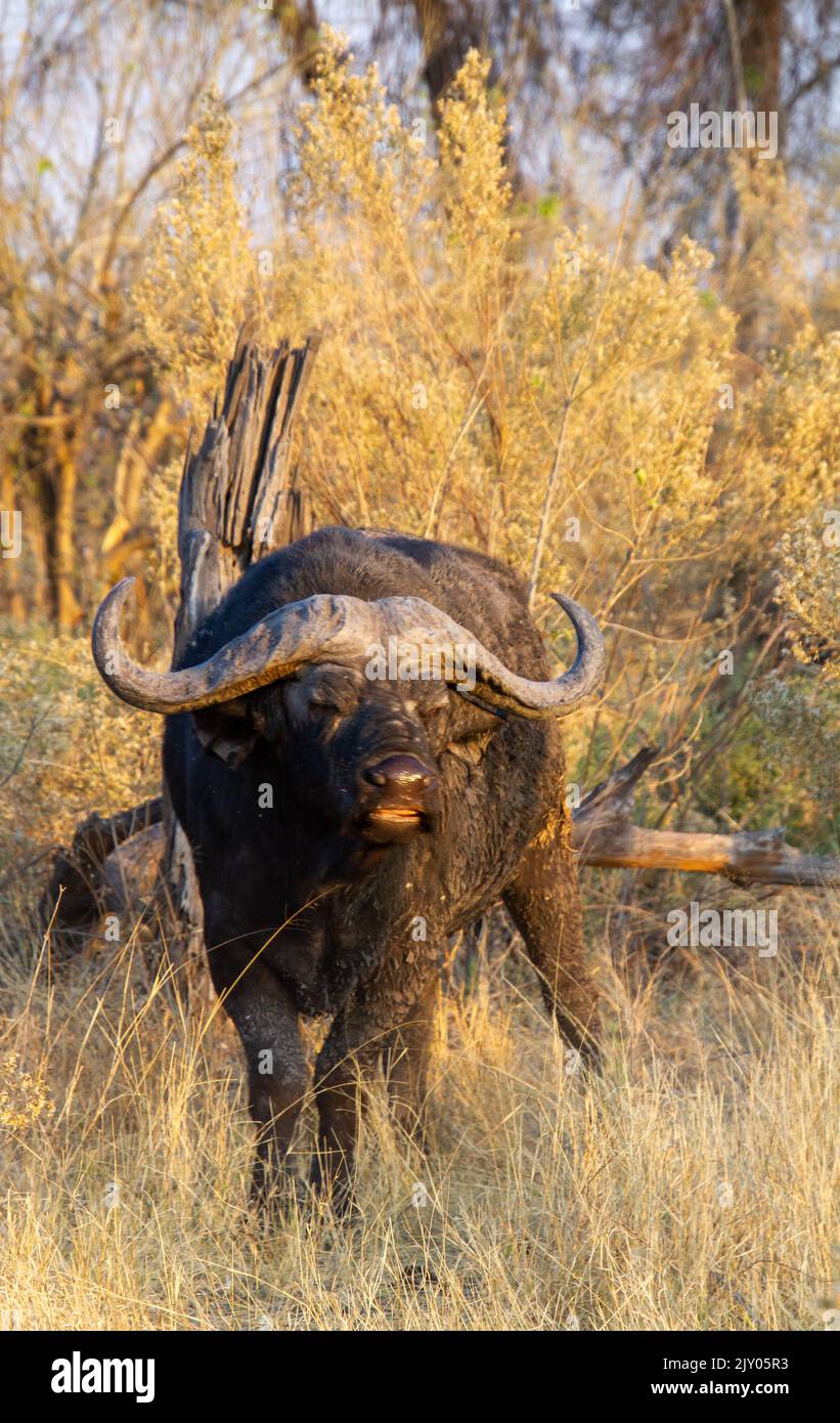 Portrait d'un buffle du Cap dans la nature Banque D'Images