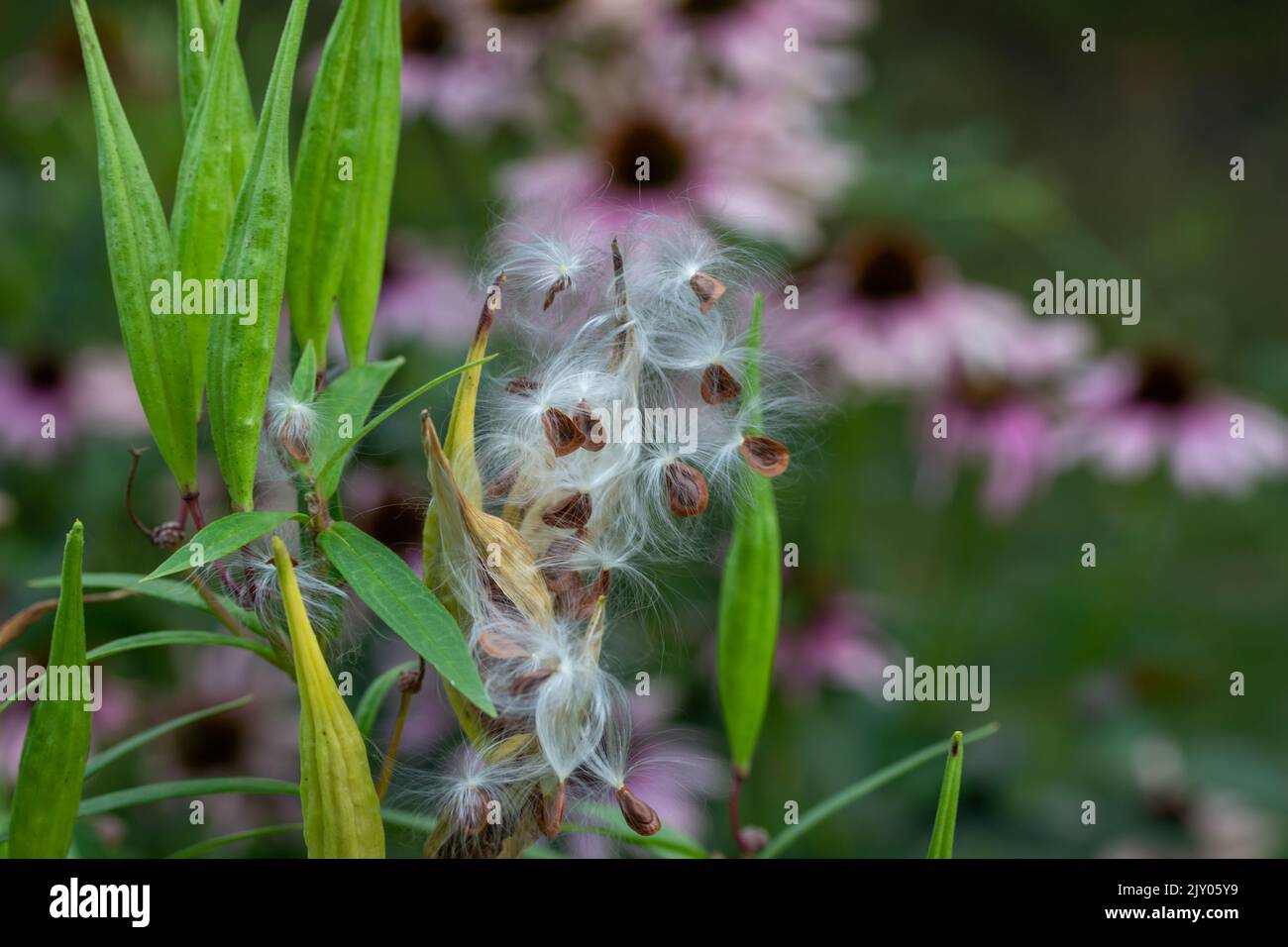 Les gousses de l'espèce d'asclépias incarnata (asclepias incarnata) mûres d'automne qui ont ouvert les graines et dispersé avec de la soie dentaire soyeuse Banque D'Images