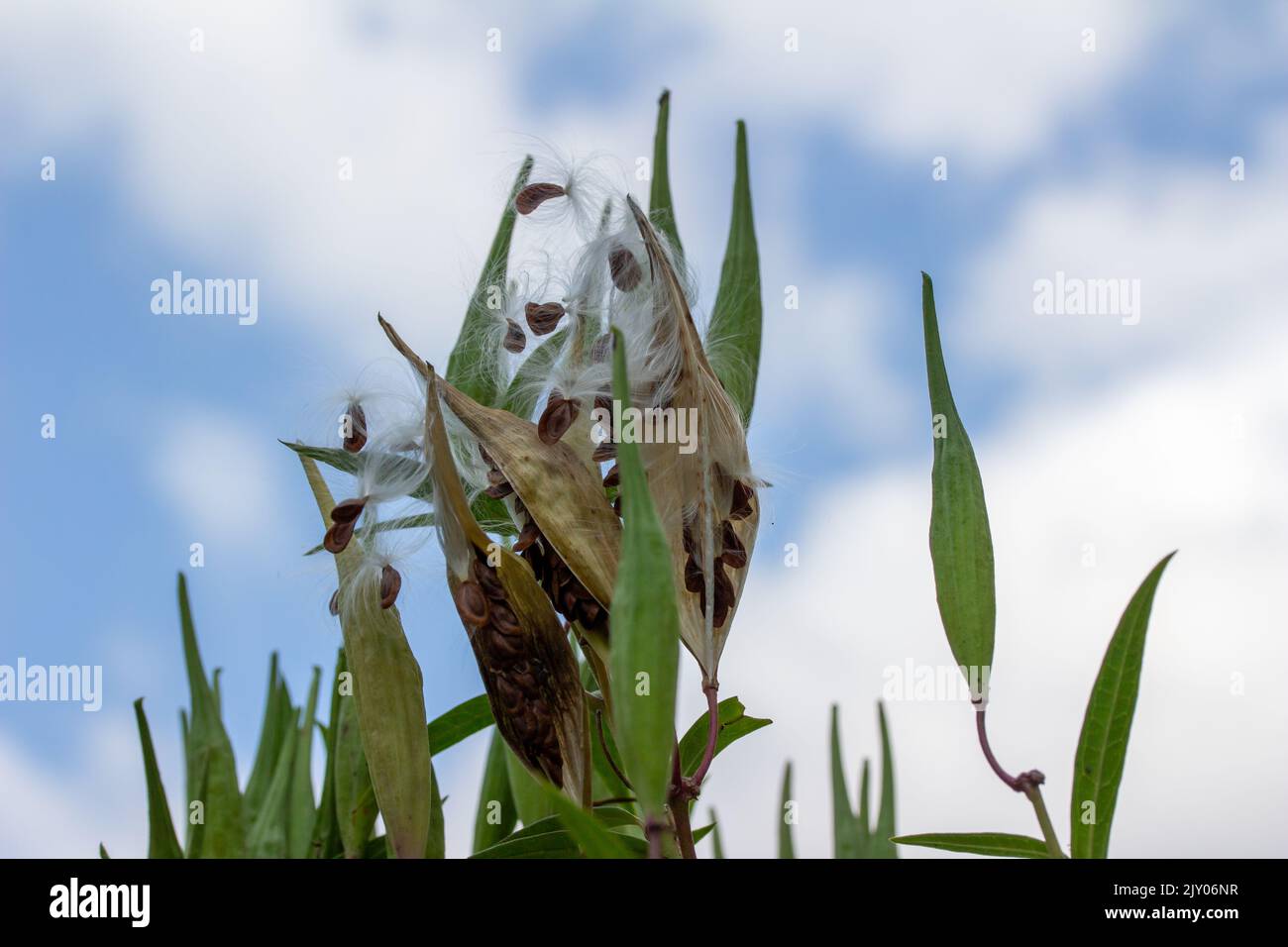 Les gousses de l'espèce d'asclépias incarnata (asclepias incarnata) mûres d'automne qui ont ouvert les graines et dispersé avec de la soie dentaire soyeuse Banque D'Images