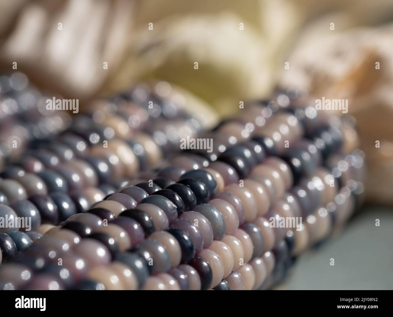 Graines De Maïs Glass Gem (Zea Mays) – 25+ Graines Colorées Arc-en-ciel, Comestible, Facile à Cultiver, Récolte 2023